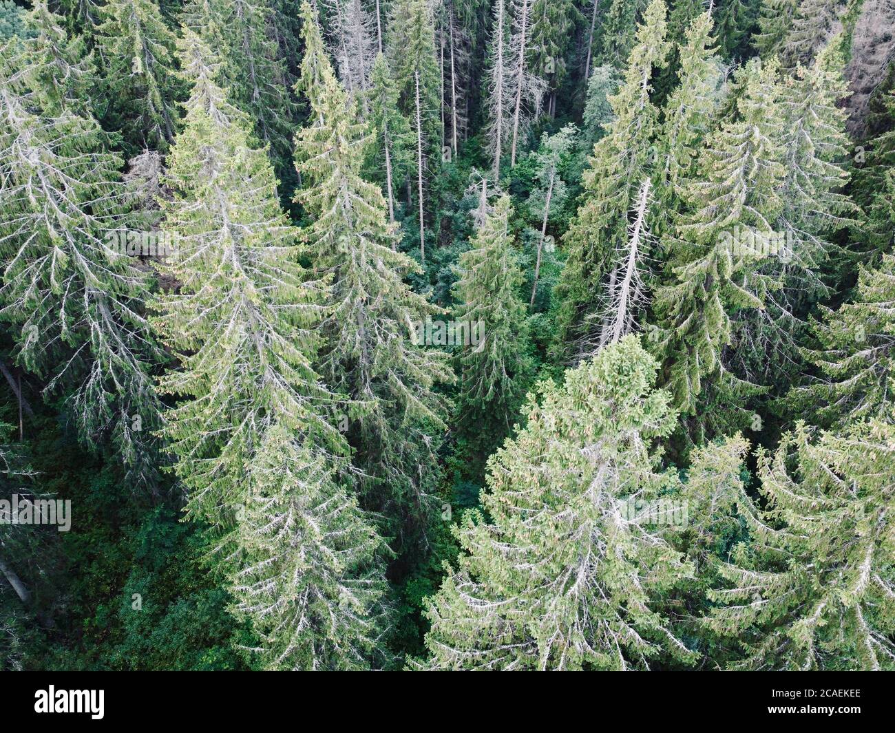 Summer green forest during the day aerial photo Stock Photo