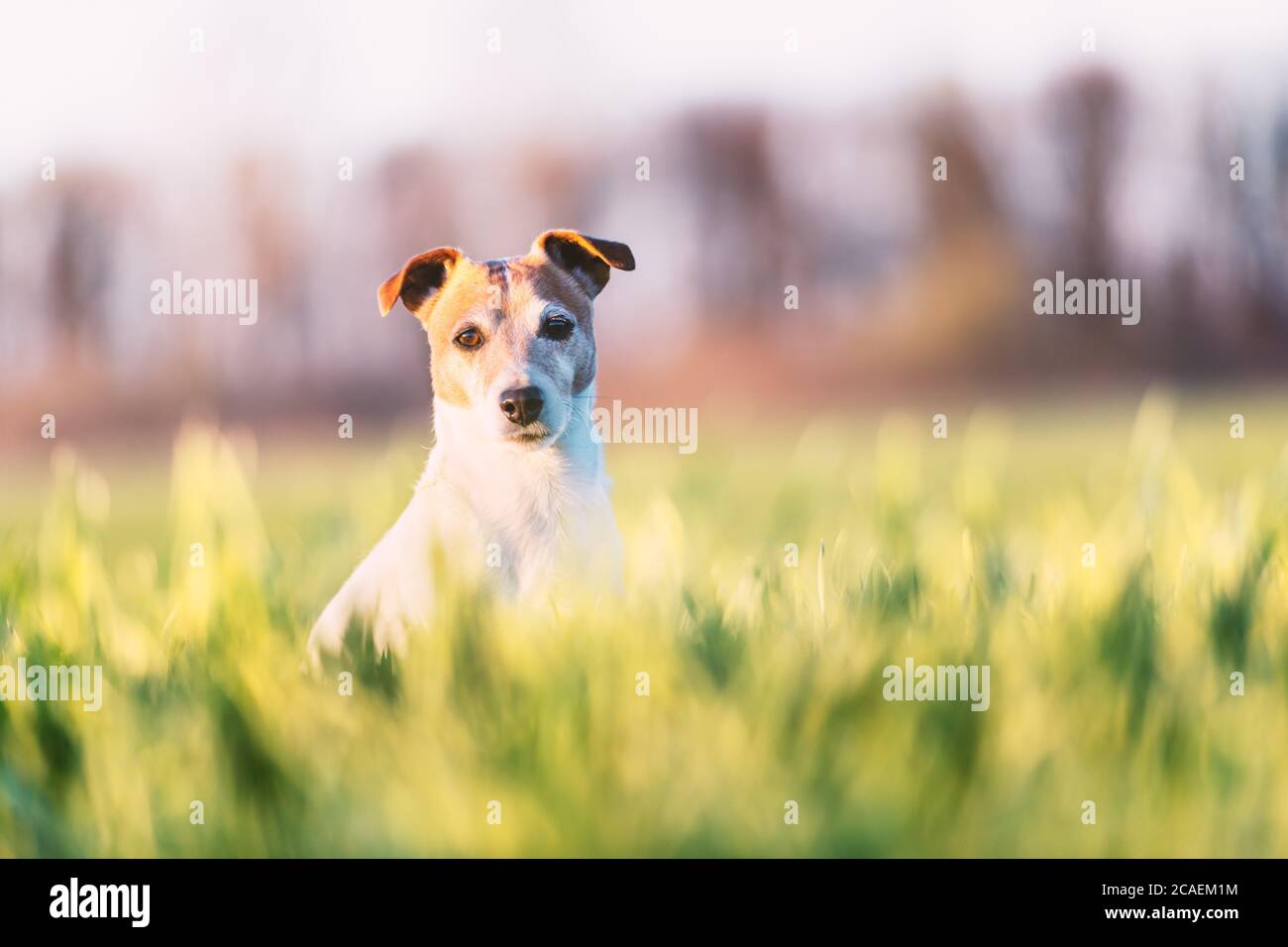 Jack russel terrier on green field. Happy Dog with serious gaze Stock Photo