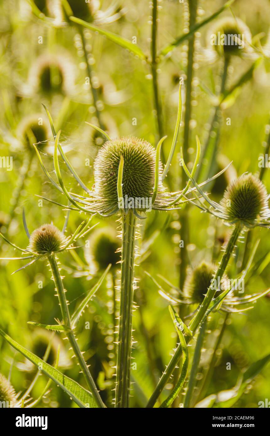 Green teasels Stock Photo