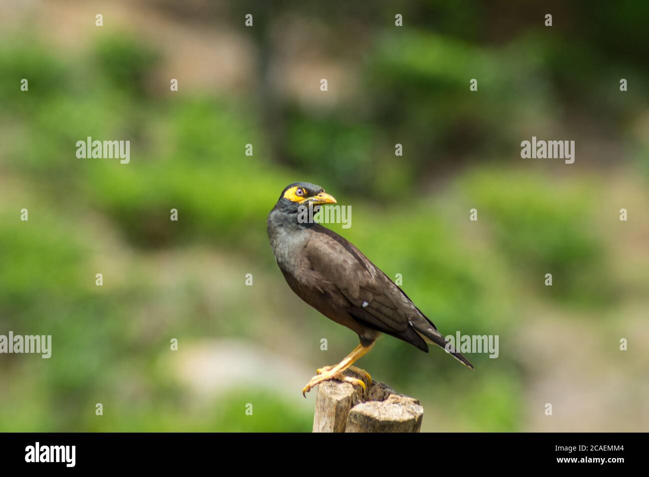 black bird with a yellow beak standing on a fence. blurred background Stock Photo