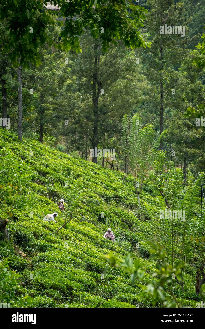 Tamil workers picking tea leaves in tea plantation, Ella, Sri Lanka