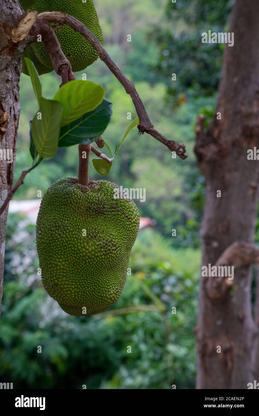 Close-up of a Jackfruit on a tree, Ella, Sri Lanka Stock Photo