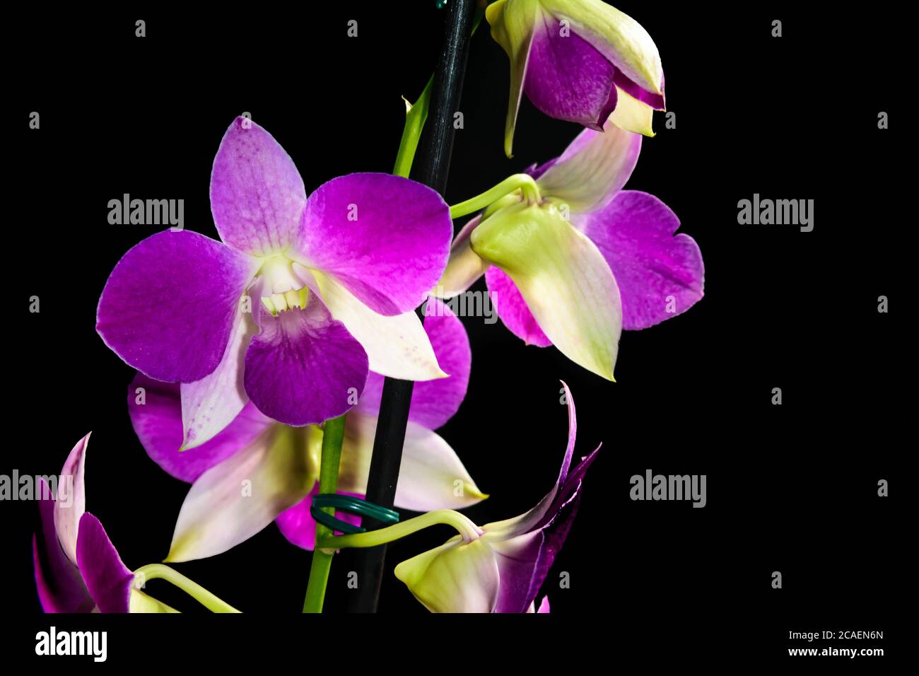 Denphal hi-res stock photography and images - Alamy