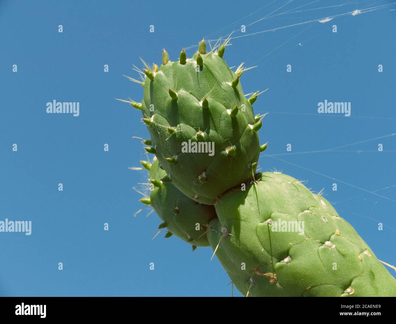 close up unripe fruits prickly pear a traditional food of Sicily