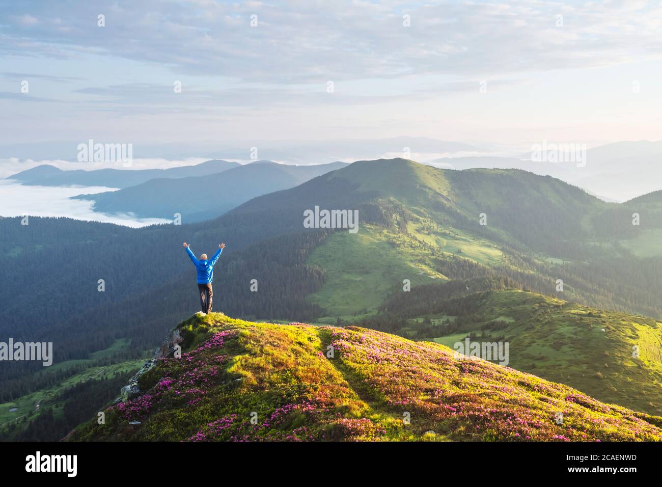 A tourist with raised arms stands on the edge of a cliff covered with a pink carpet of rhododendron flowers. Foggy mountains in the background. Landscape photography Stock Photo