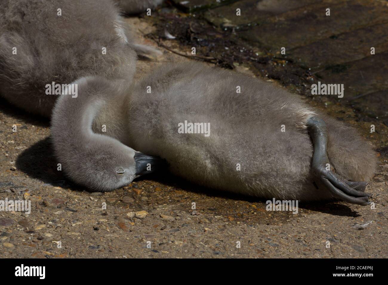 Let sleeping ducks (cygnets) lie Stock Photo