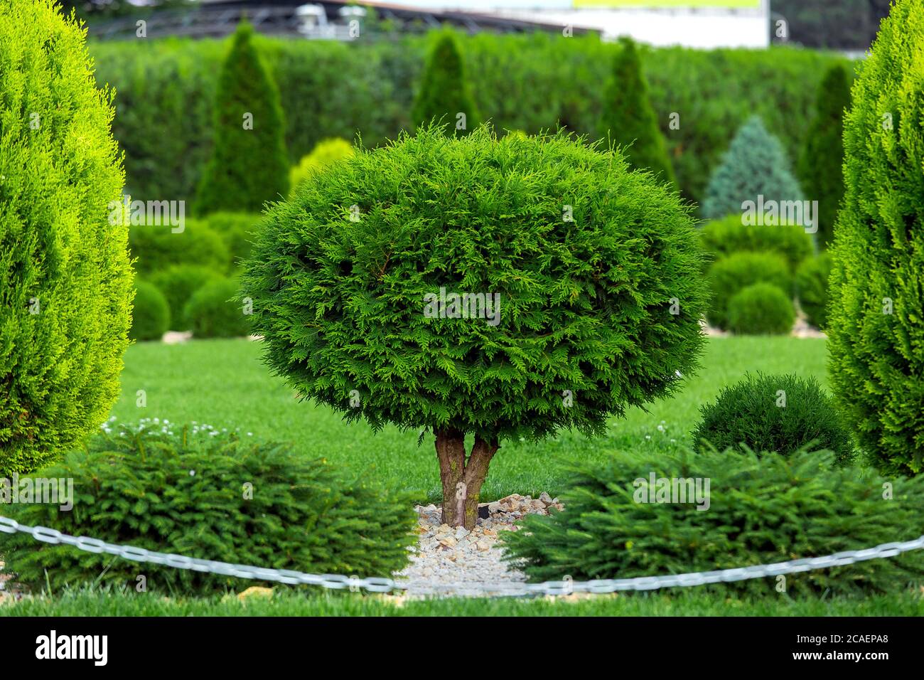 molded sheared evergreen thuja tree in the backyard with stone mulch and green lawn in the garden, greenry park. Stock Photo