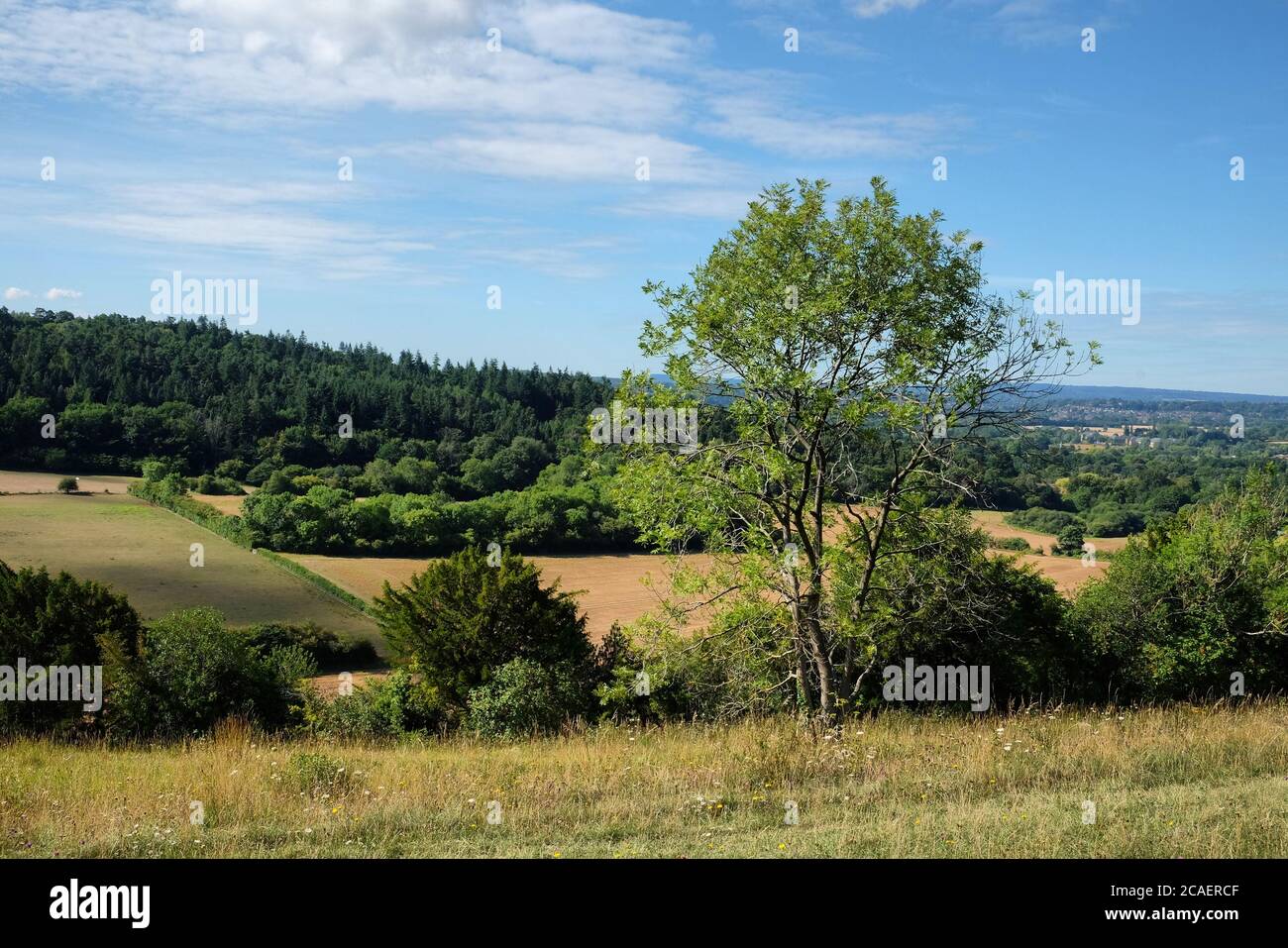 Pewley Down in Guildford, Surrey, part of the North Downs Way. Stock Photo