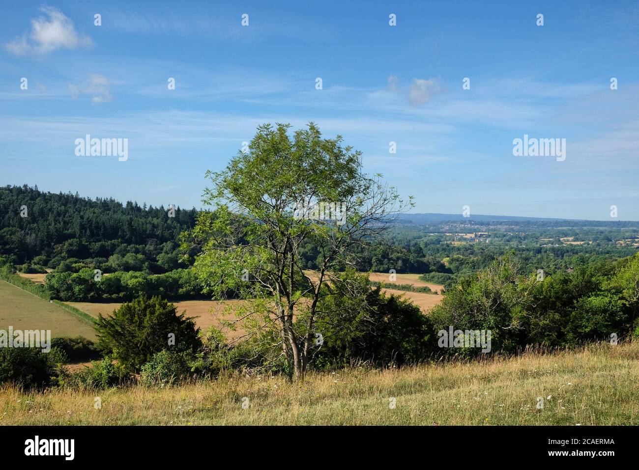 Pewley Down in Guildford, Surrey, part of the North Downs Way. Stock Photo