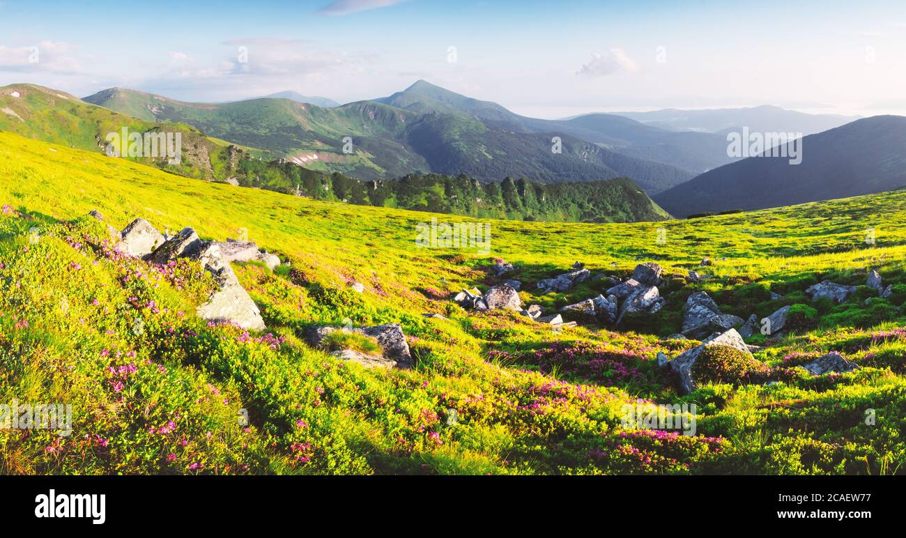 Rhododendron flowers covered mountains meadow in summer time. Beauty sunrise light glowing on a foreground. Landscape photography Stock Photo