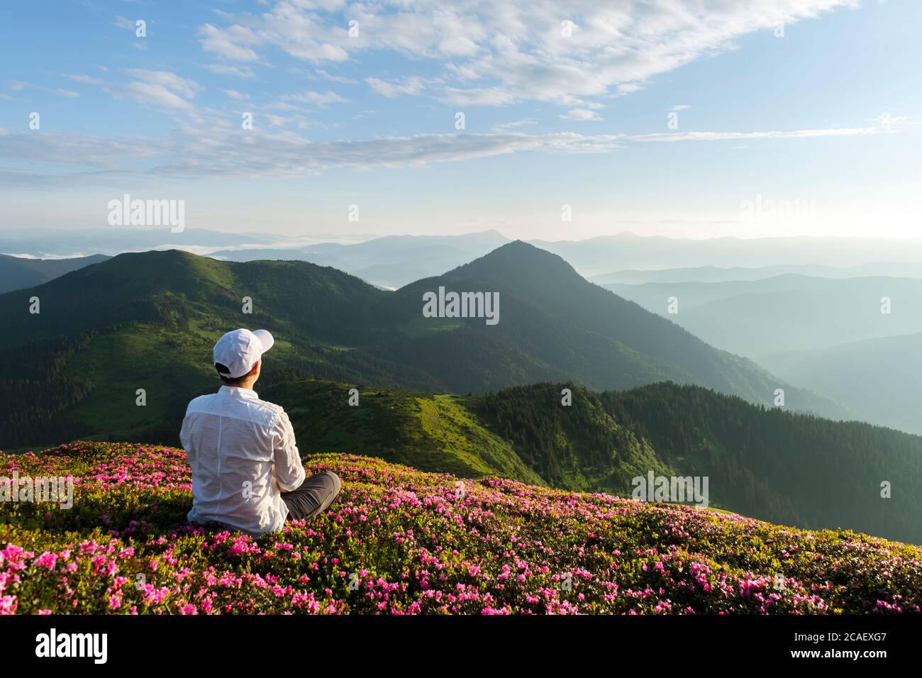 A tourist in white clothes sits on a pink carpet of rhododendron flowers that cover a mountain meadow in summer. Carpathian mountains, Europe. Landscape photography Stock Photo