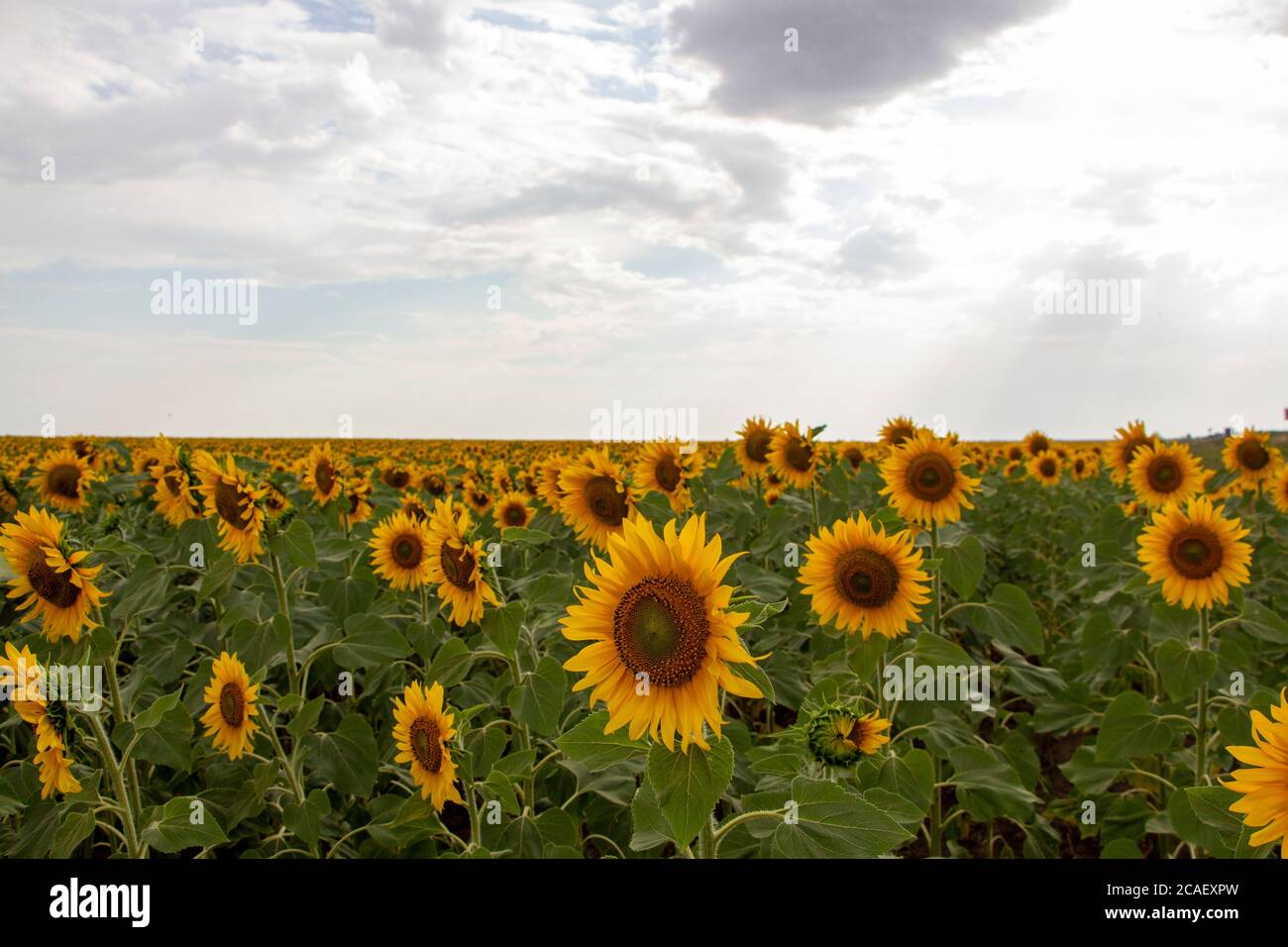 Sunflower field and sunflowers facing the sunrise Stock Photo Alamy