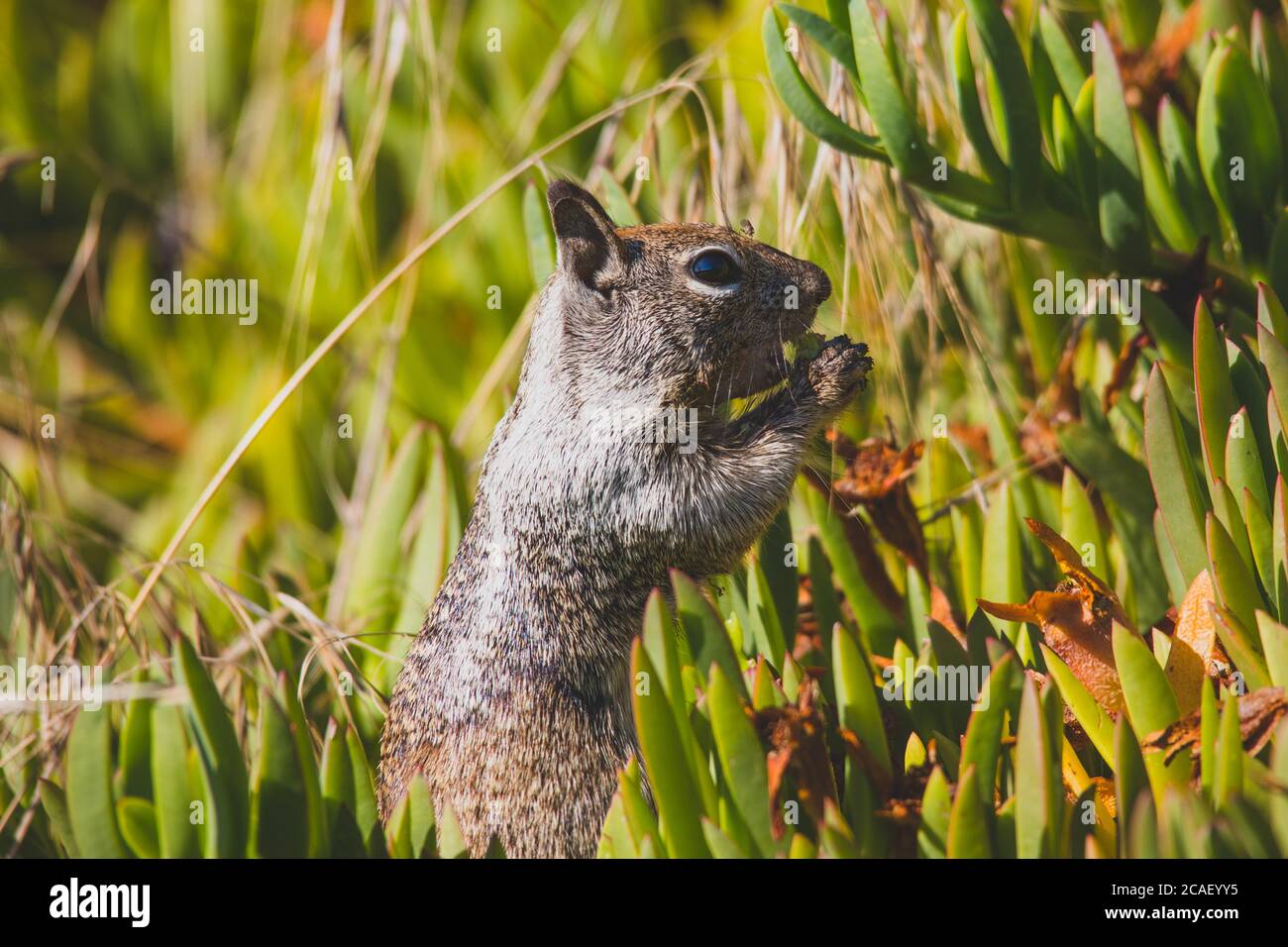California ground squirrel Stock Photo