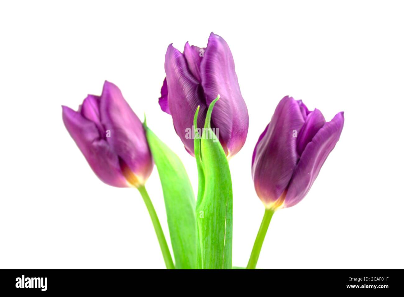 Tulips in a field of tulips. Bright tulips. Colorful tulips flower in the garden. Three beautiful tulips on a white background. Banner. copyspace Stock Photo