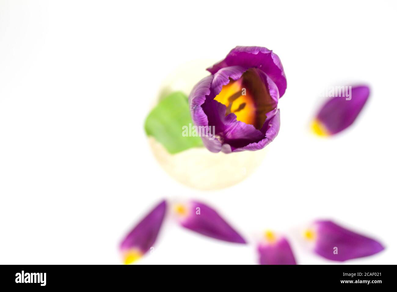 Tulips in a tulip field. Bright tulips. Colorful tulips flower in a vase. beautiful tulips on a white background. Serhu view. Copyspace Stock Photo