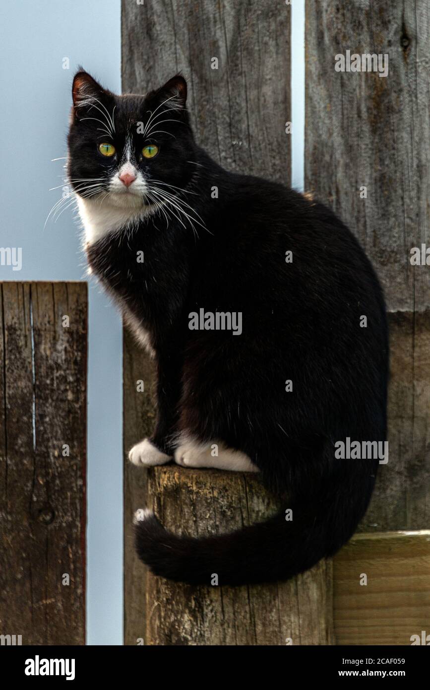 A portrait view of a black domestic cat with white nose, collar and underbelly in an outdoors environment, staring at the camera Stock Photo