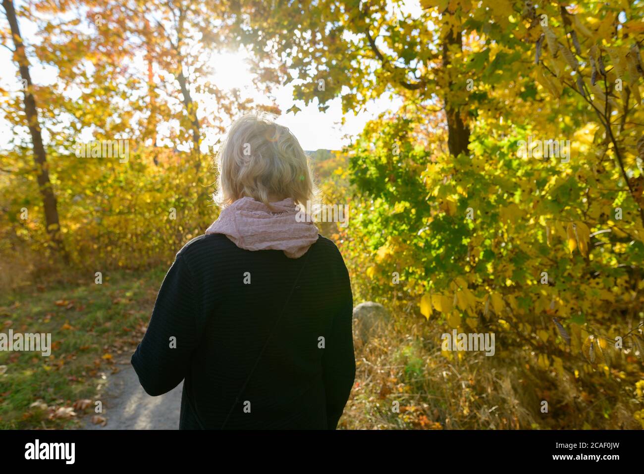 Back view of senior woman on pathway with young autumn trees and sunrays beaming through the leaves in the forest Stock Photo