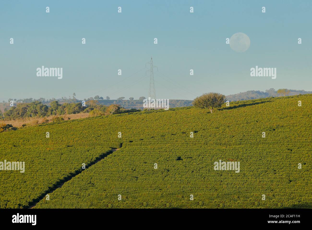 View farm with coffee plantation Farm coffee plantation in Brazil