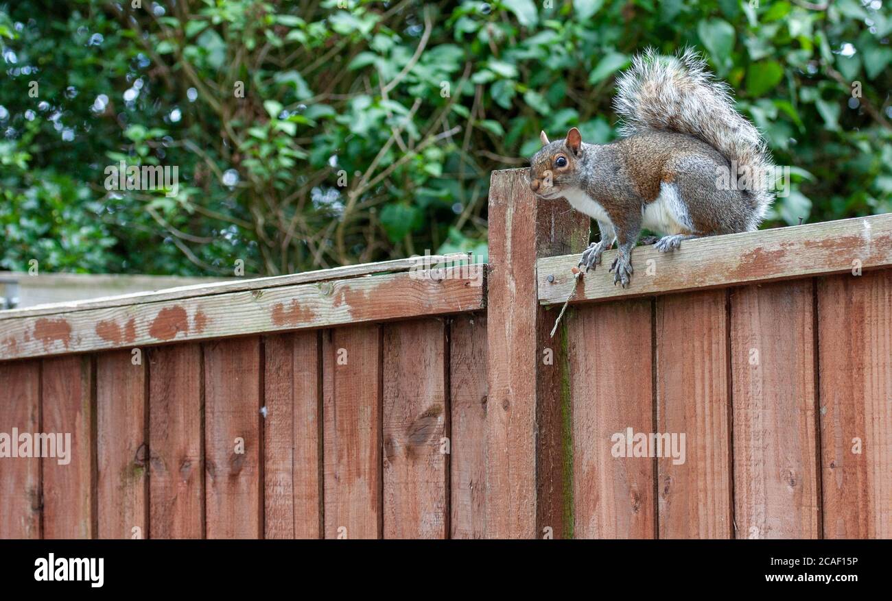 Squirrel on a fence, getting ready to jump Stock Photo Alamy