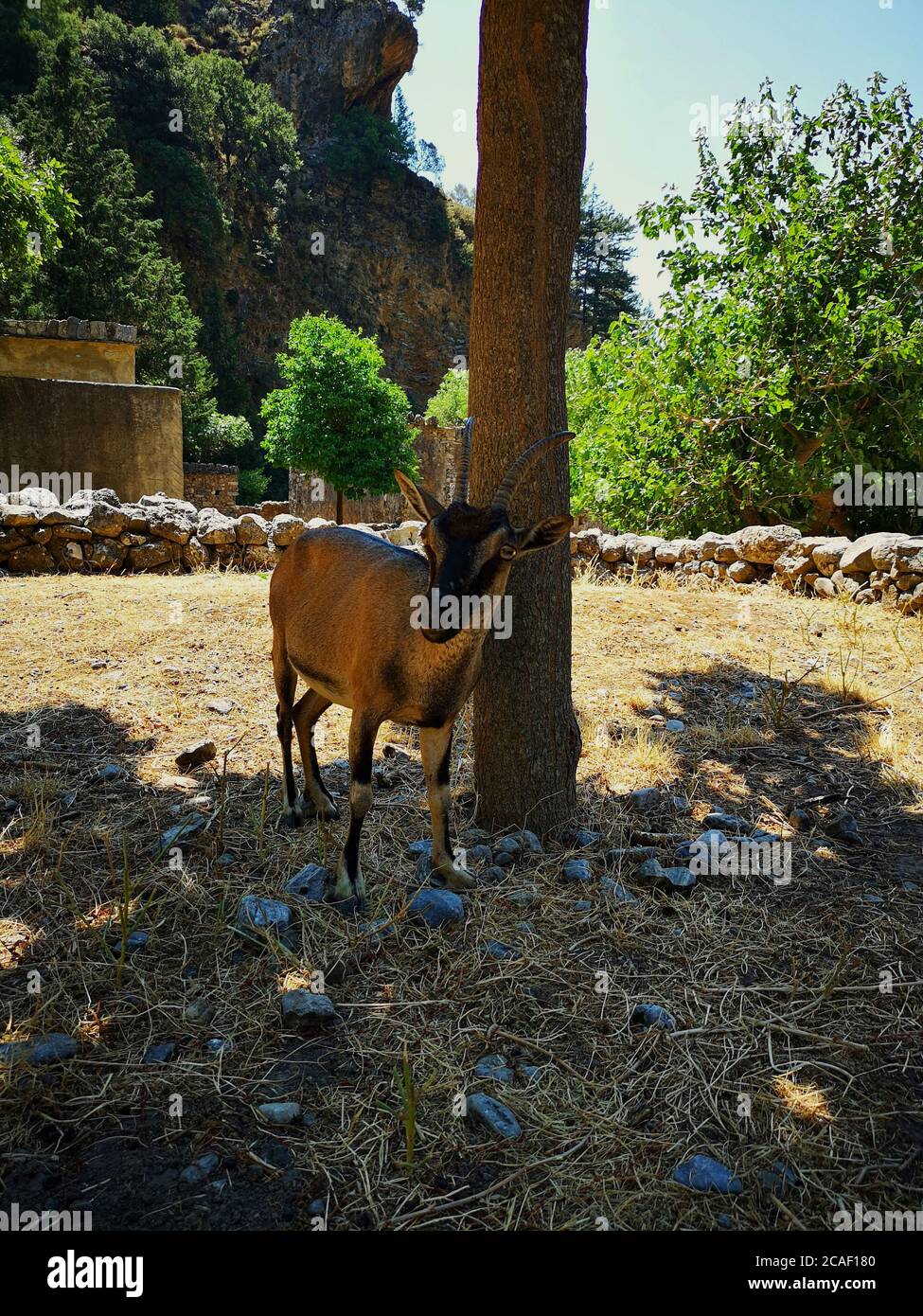 The rare and strange Kiri-kiri goat that is unique to Crete, standing under a tree Stock Photo