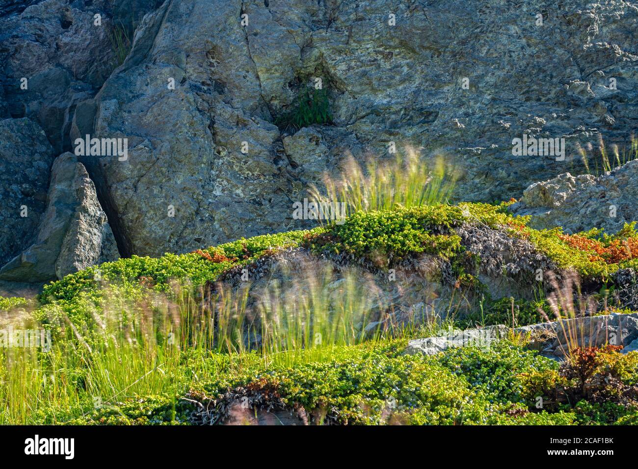 Rock outcrops and vegetation at Brimstone Head, Fogo, Newfoundland and Labrador NL, Canada Stock Photo