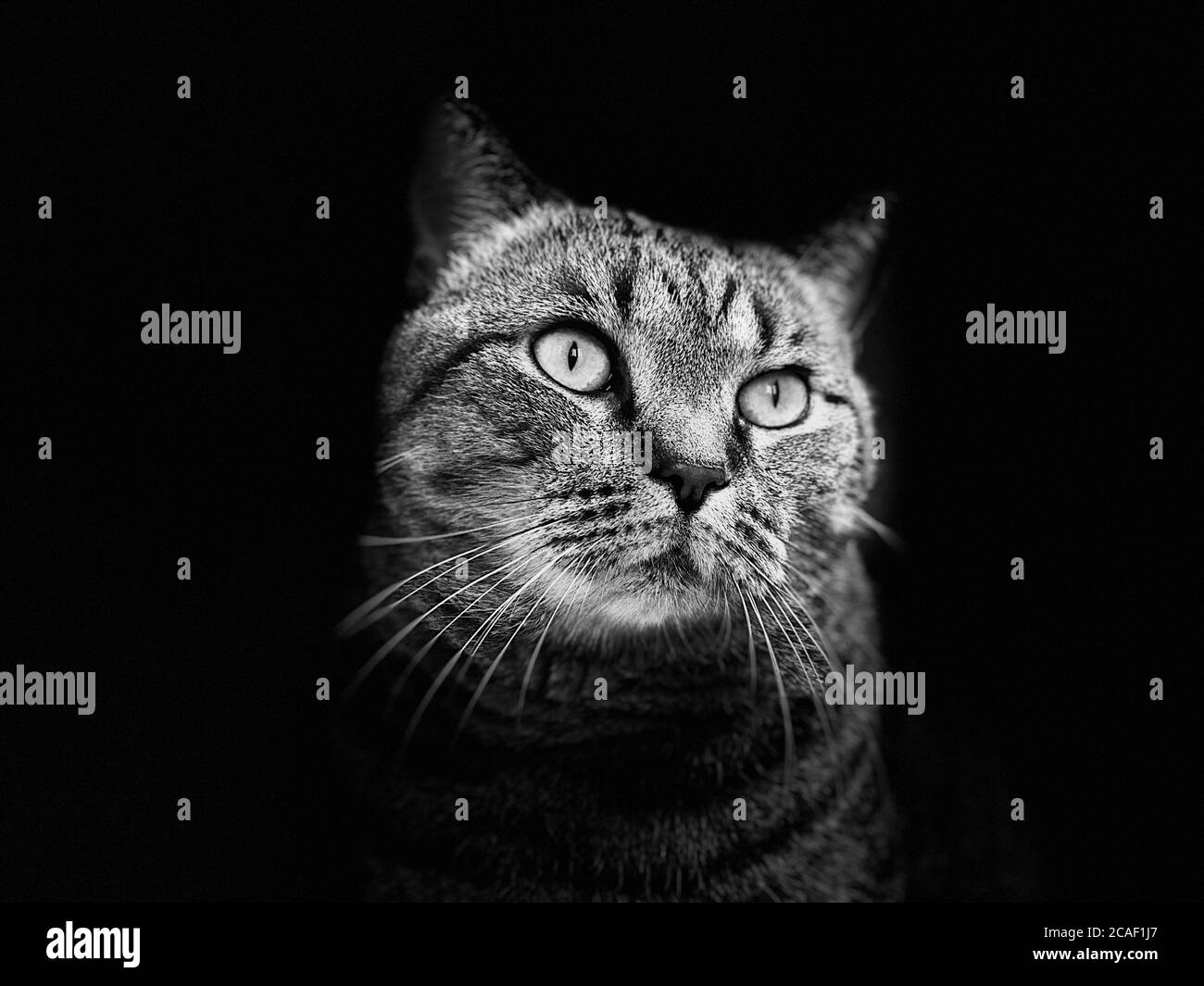 Gray cat with a stern, threatening look on black isolated background Stock Photo