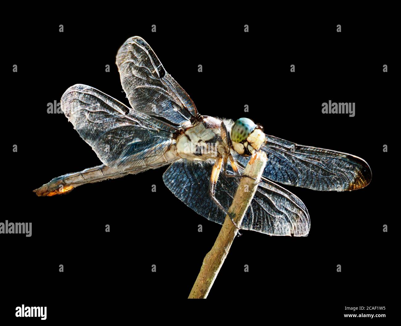A Focus Stacked Close-up Image of a Mature Blue Dasher Dragonfly on a Black Background Stock Photo