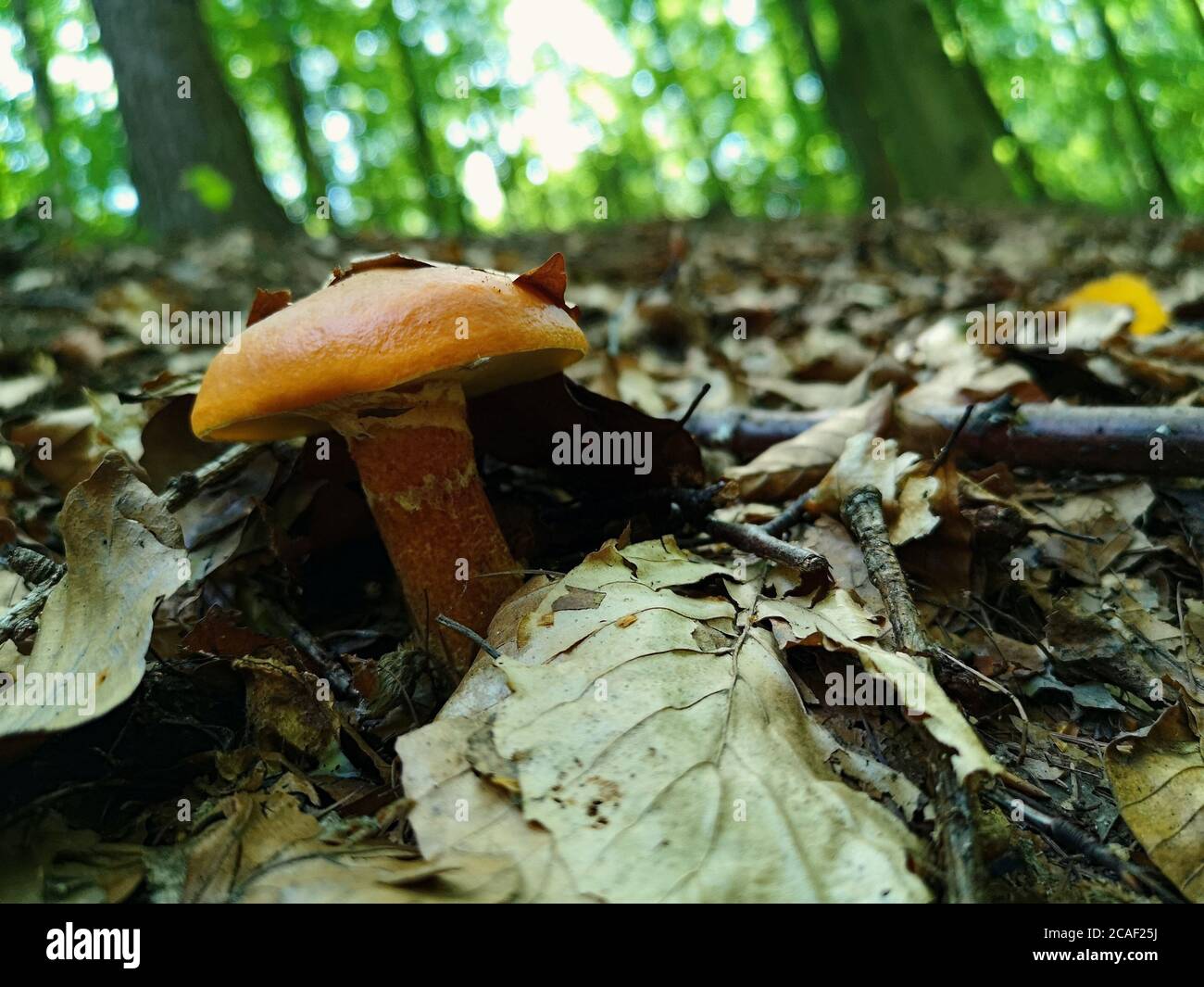 A slick yellow mushroom in a green pine tree forest with the focus on the poisonous mushroom Stock Photo