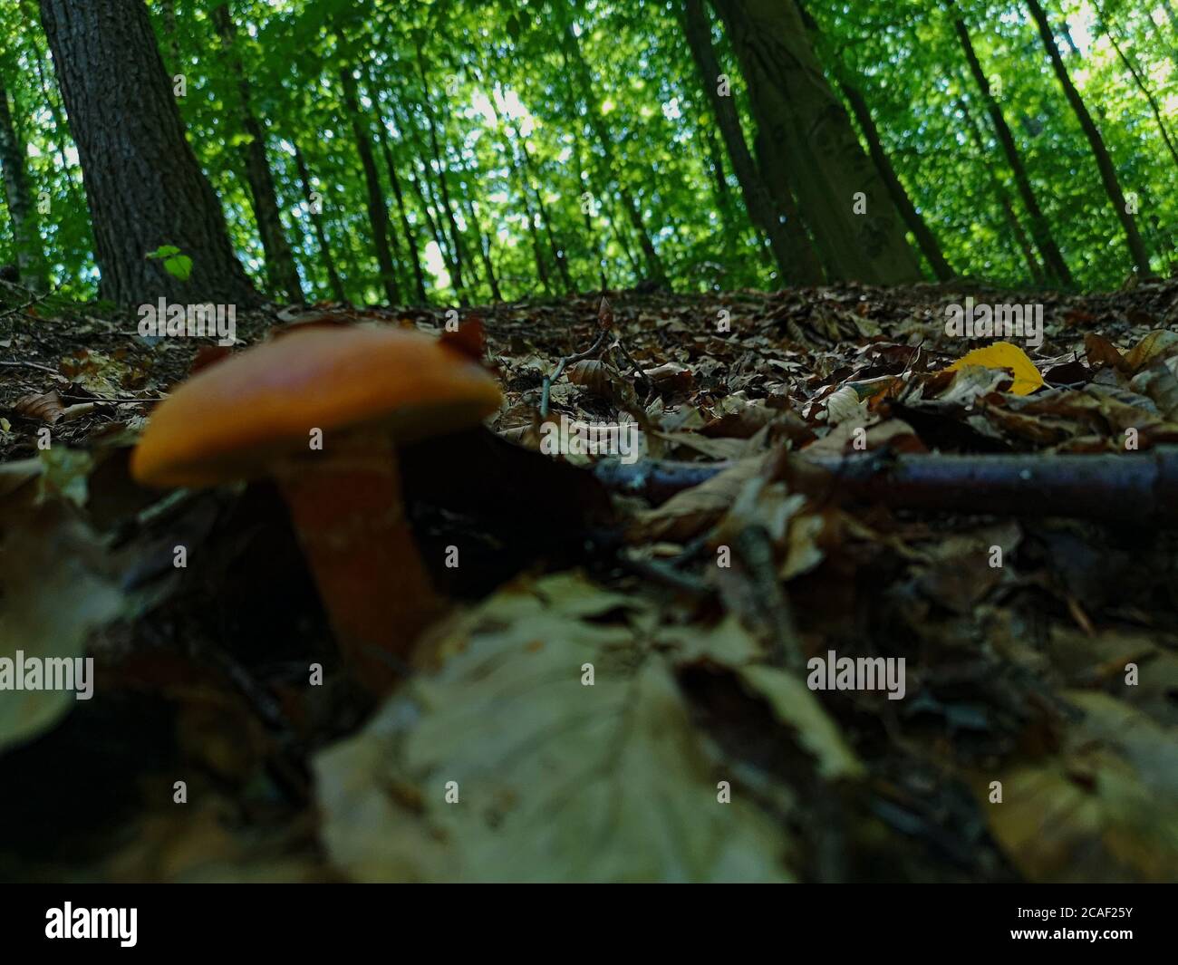 A slick yellow mushroom in a green pine tree forest with the focus on the green forest Stock Photo