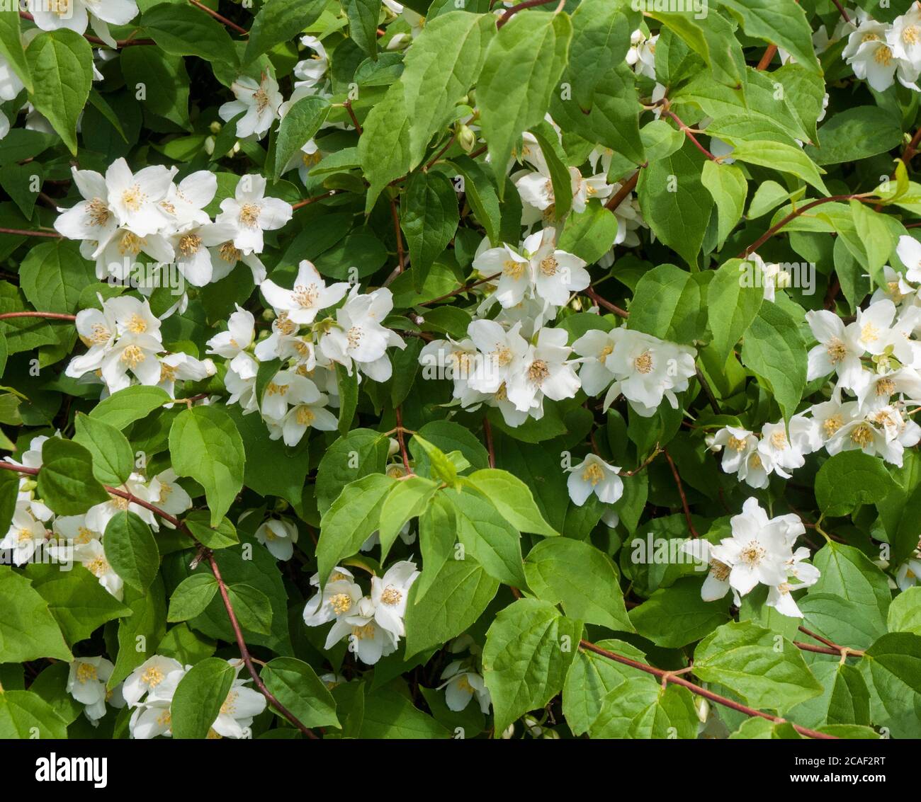 Close Up View Of Philadelphus Coronarius Sweet Mock Orange Flowers In Early Summer A Deciduous Shrub That Is Fully Hardy Also Called English Dogwood Stock Photo Alamy