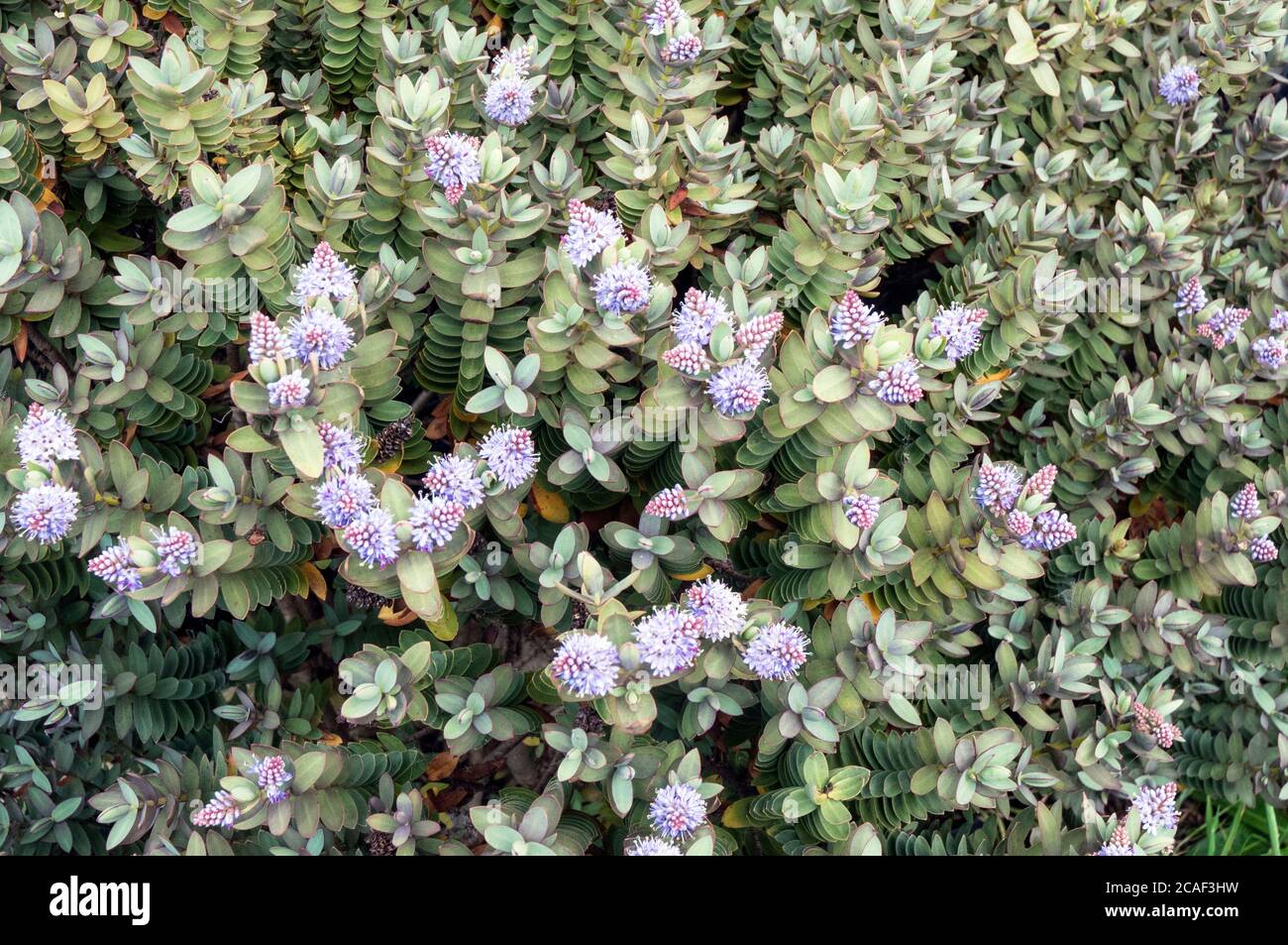 Hebe Red Edge showing pink flowers in summer after red leaves have turned to green. A spreading shrub that is an evergreen perennial and frost hardy. Stock Photo