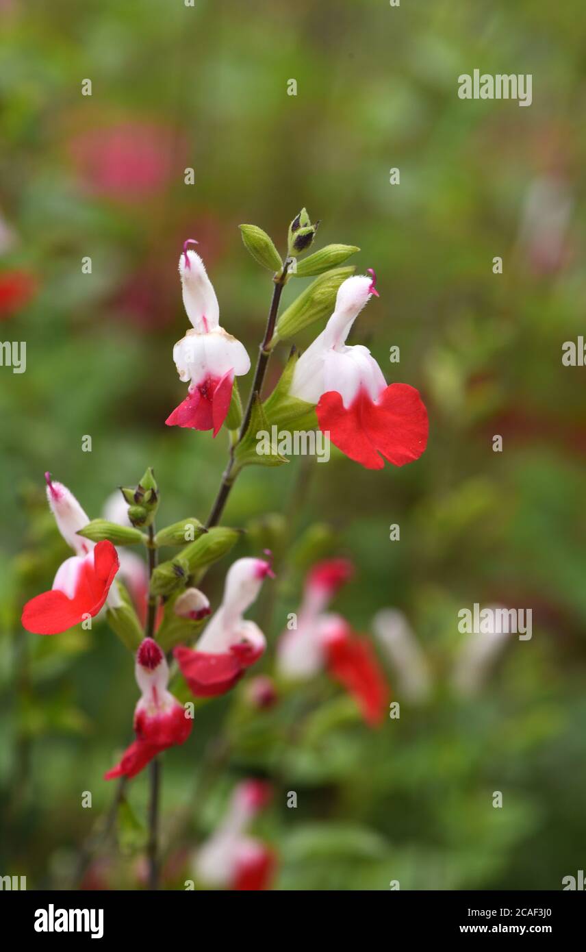 Blossoms from the Salvia Microphylla or Hot Lips flower growing in a garden on Vancouver Island, British Columbia, Canada Stock Photo