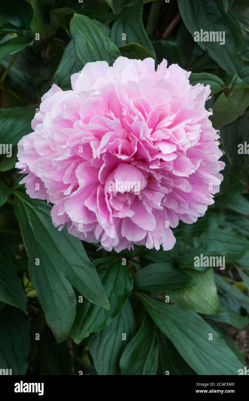 Paeonia (peony) 'Sarah Bernhardt' in close up. A deciduous perennial shrub that is fully hardy Stock Photo