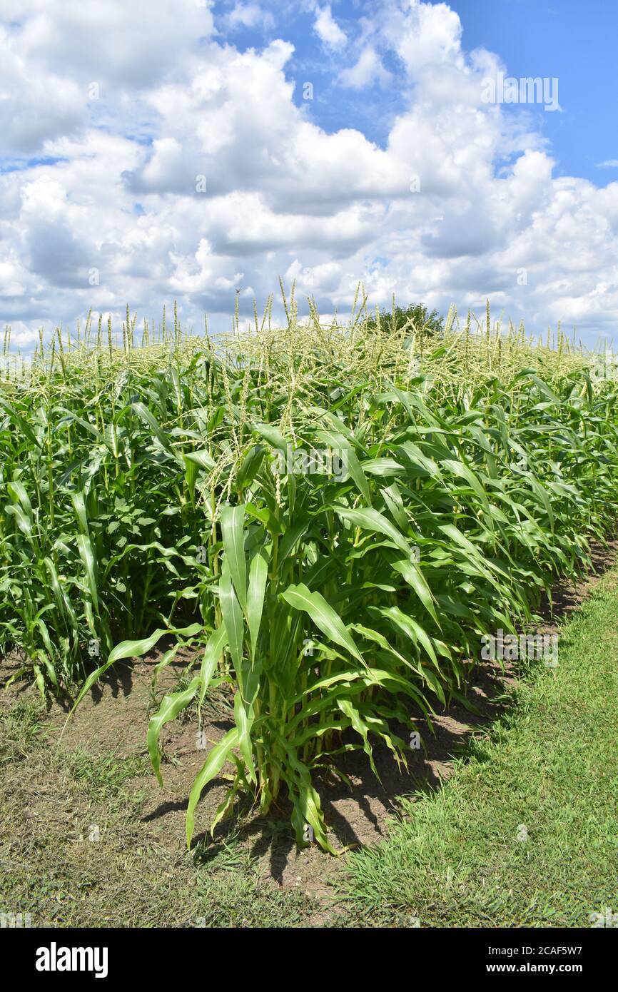 Field corn plant hi-res stock photography and images - Alamy