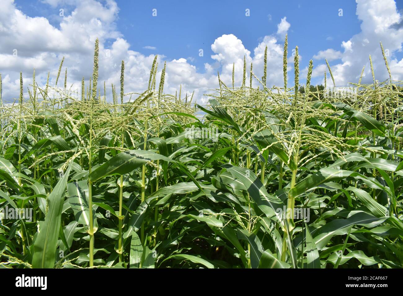 Corn Tassels Stock Photo