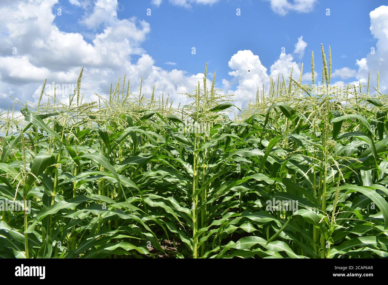 Corn Plants Stock Photo