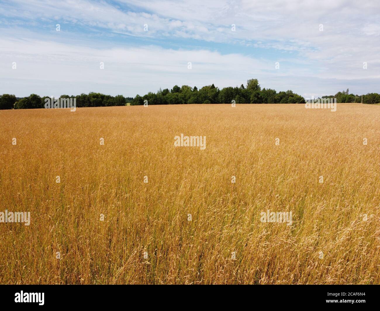 Golden Hay Field In Green Agricultural Landscape Stock Photo Alamy