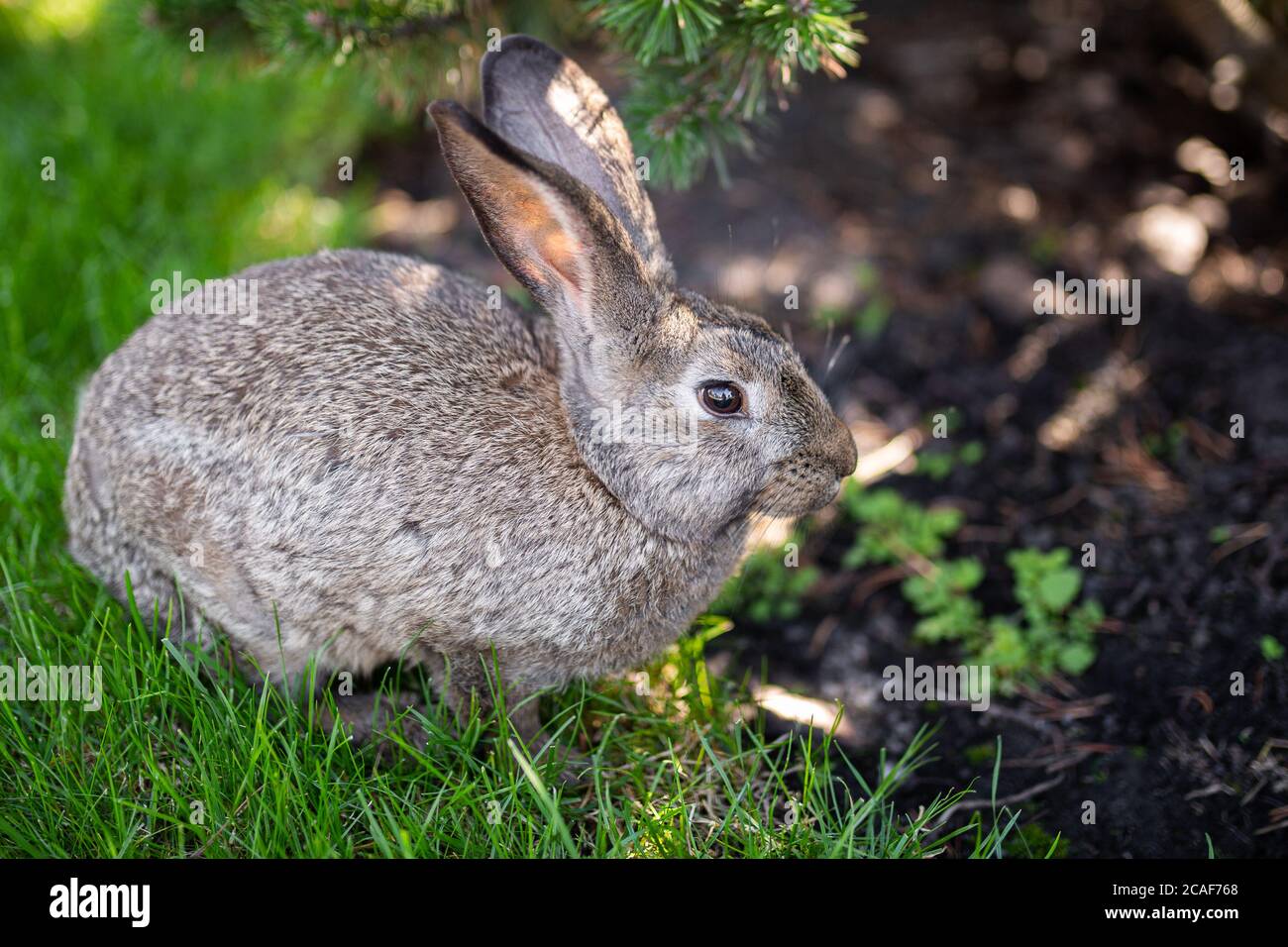 Close-up of a beautiful gray rabbit eating on a green grass lawn. Hare sits on green grass in summer on a sunny day. Vegan and meat-free diet. Fur is Stock Photo