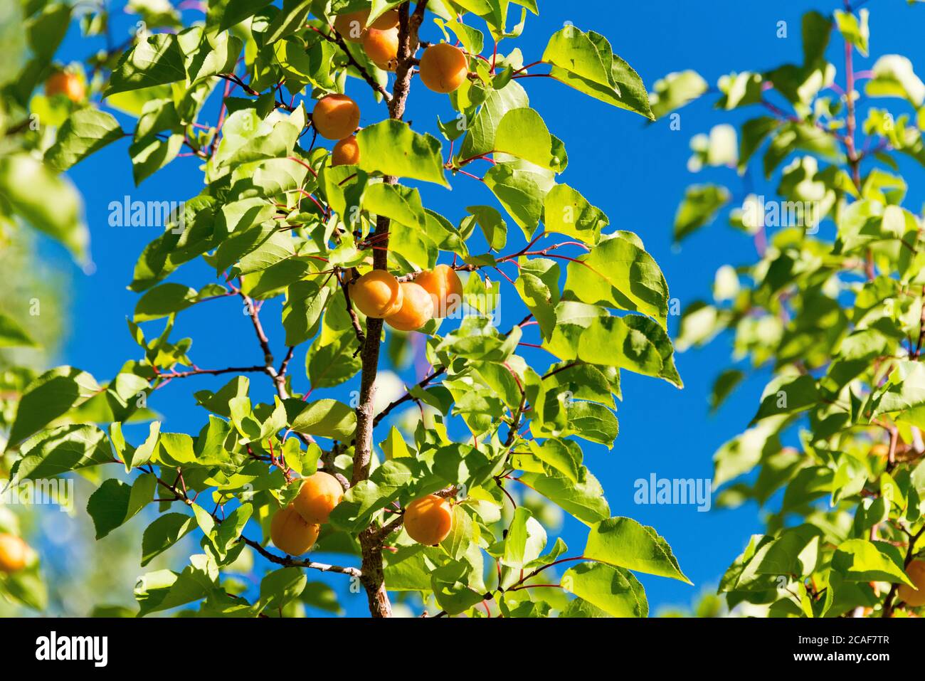 Ladakh, India Apricot at Turtuk village in Ladakh, Jammu and Kashmir