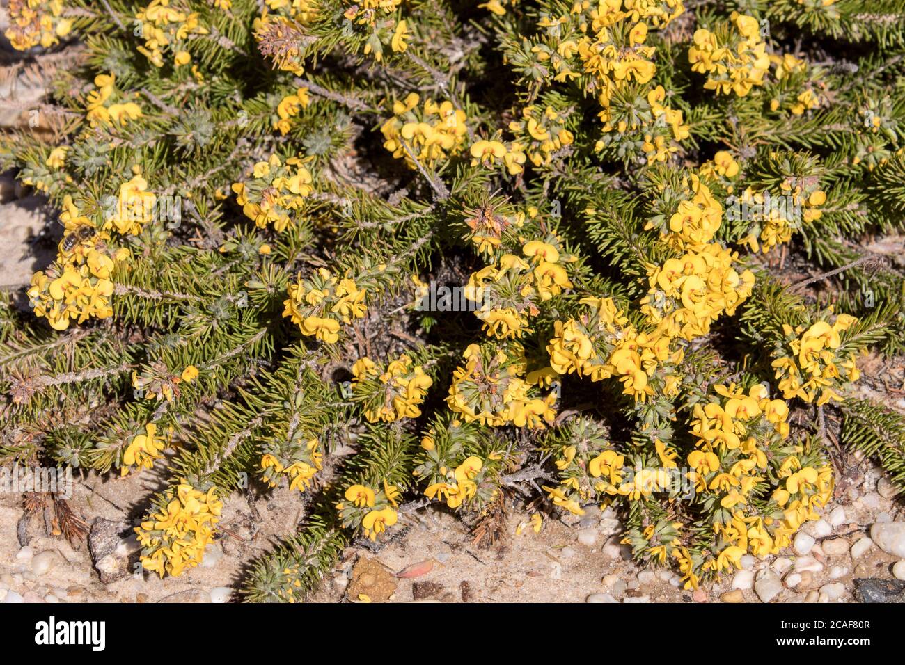 Egg and bacon flower hires stock photography and images Alamy