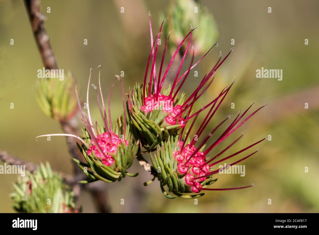 Clustered Scent Myrtle Plant in flower Stock Photo