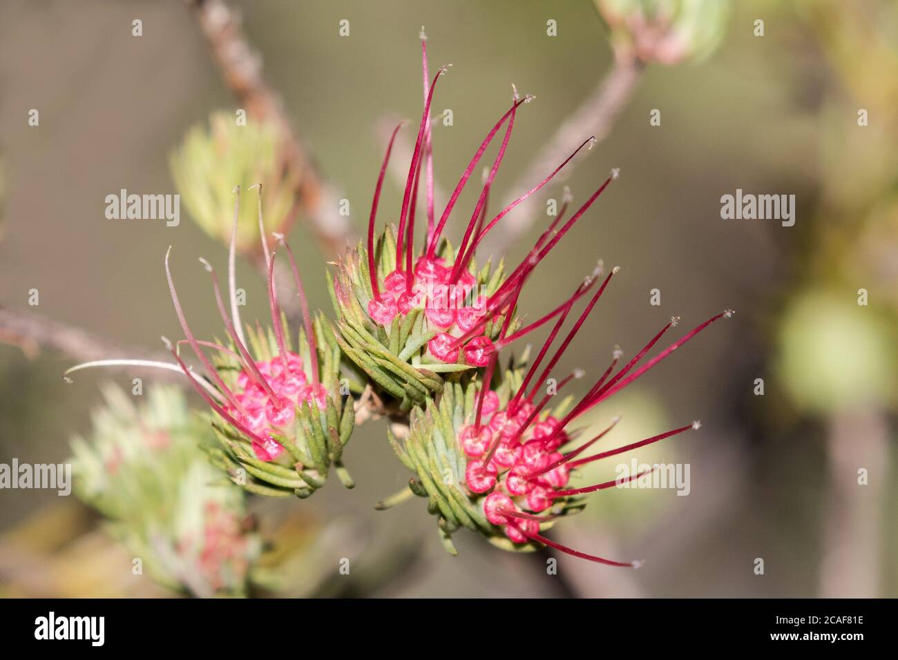 Clustered Scent Myrtle Plant in flower Stock Photo
