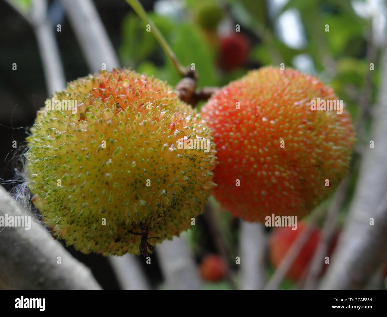 Chinese bayberry hi-res stock photography and images - Alamy