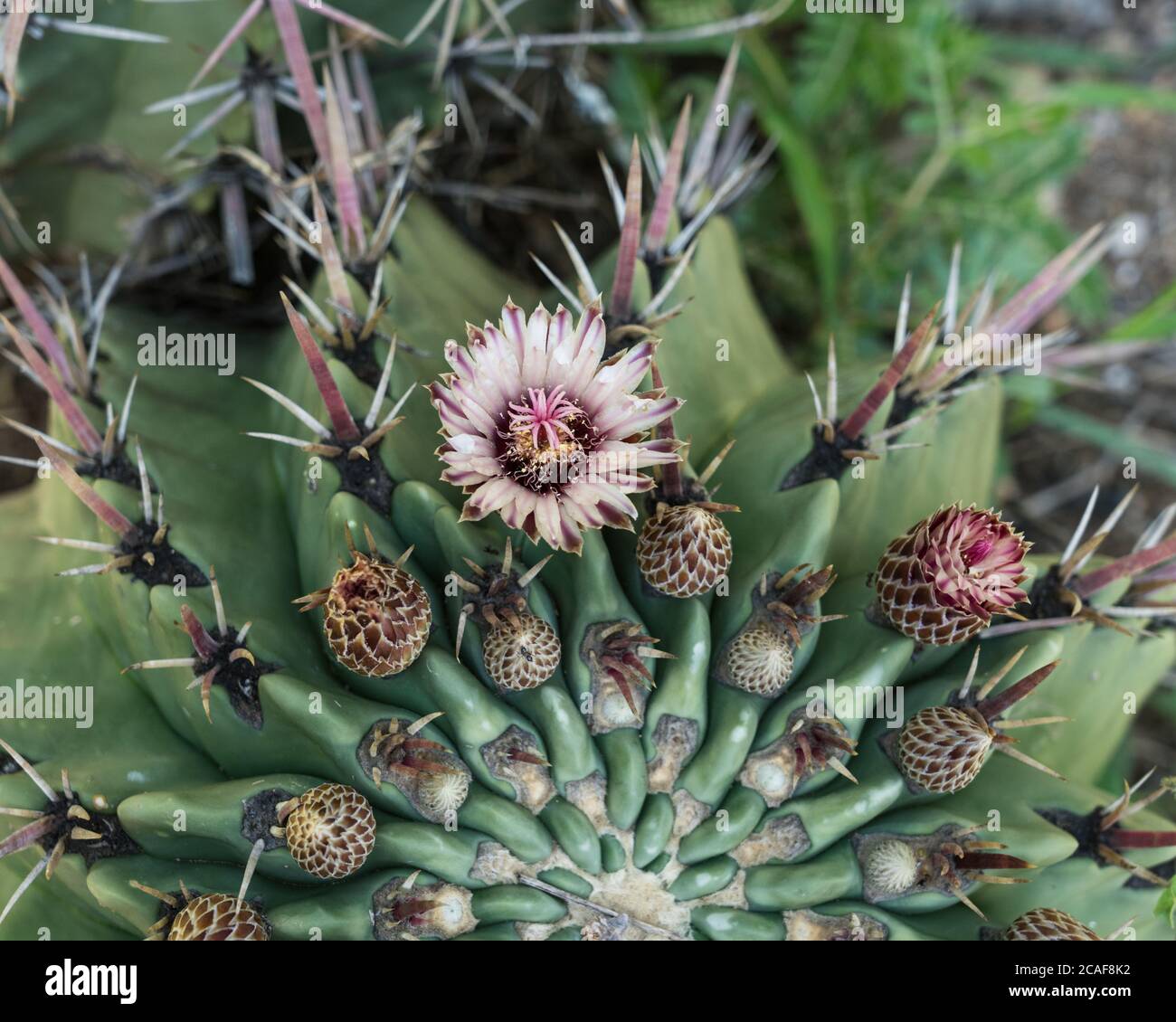 A blossom on a cactus at the ruins of the Zapotec city of Zaachila in the Central Valley of Oaxaca, Mexico. Stock Photo