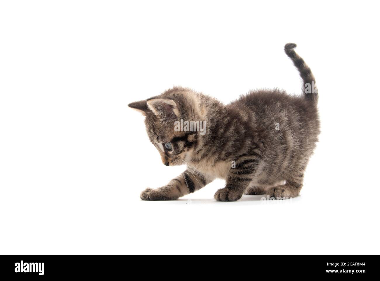 Cute bbay tabby kitten isolated on white background Stock Photo