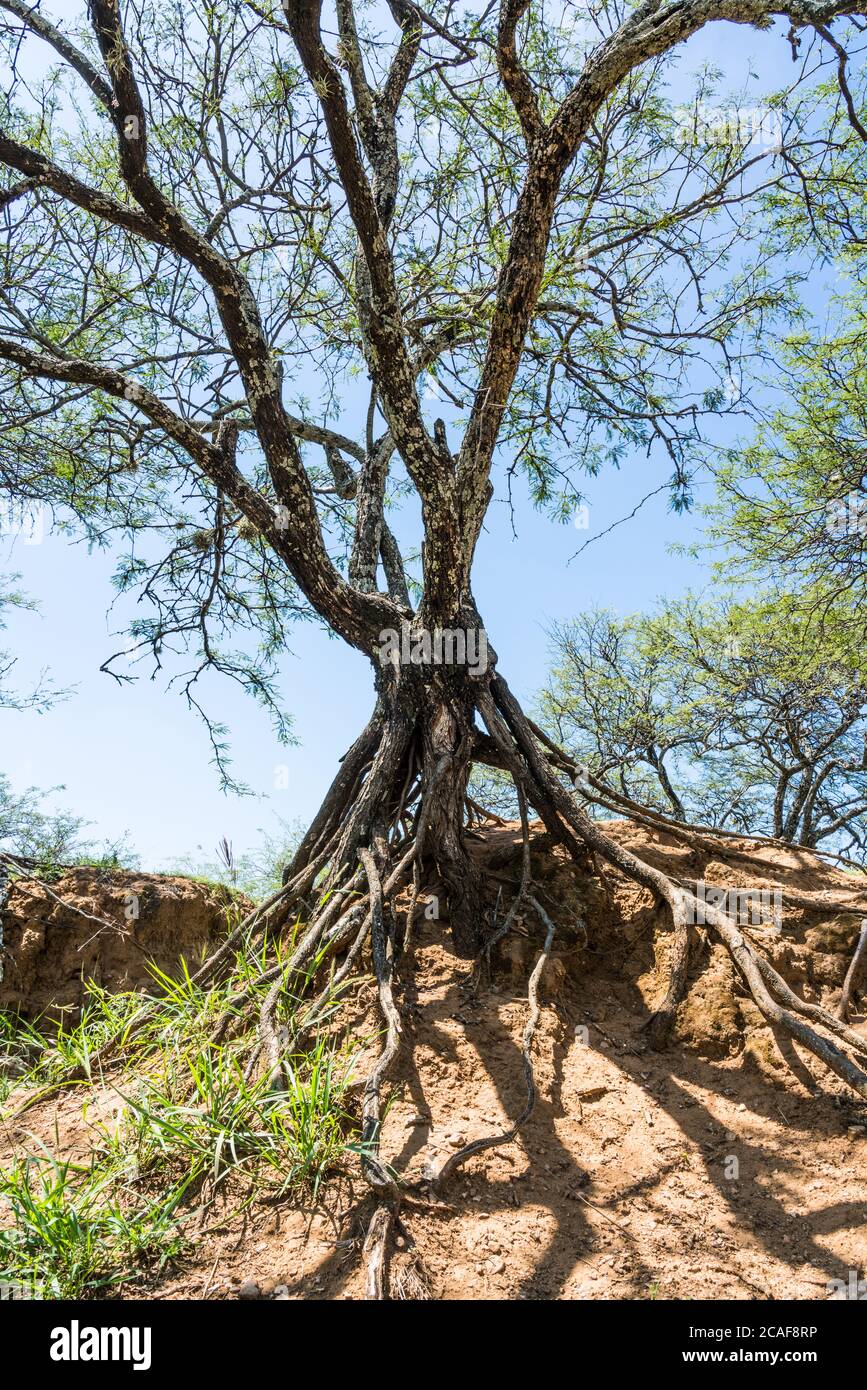 Acacia Tree Root System