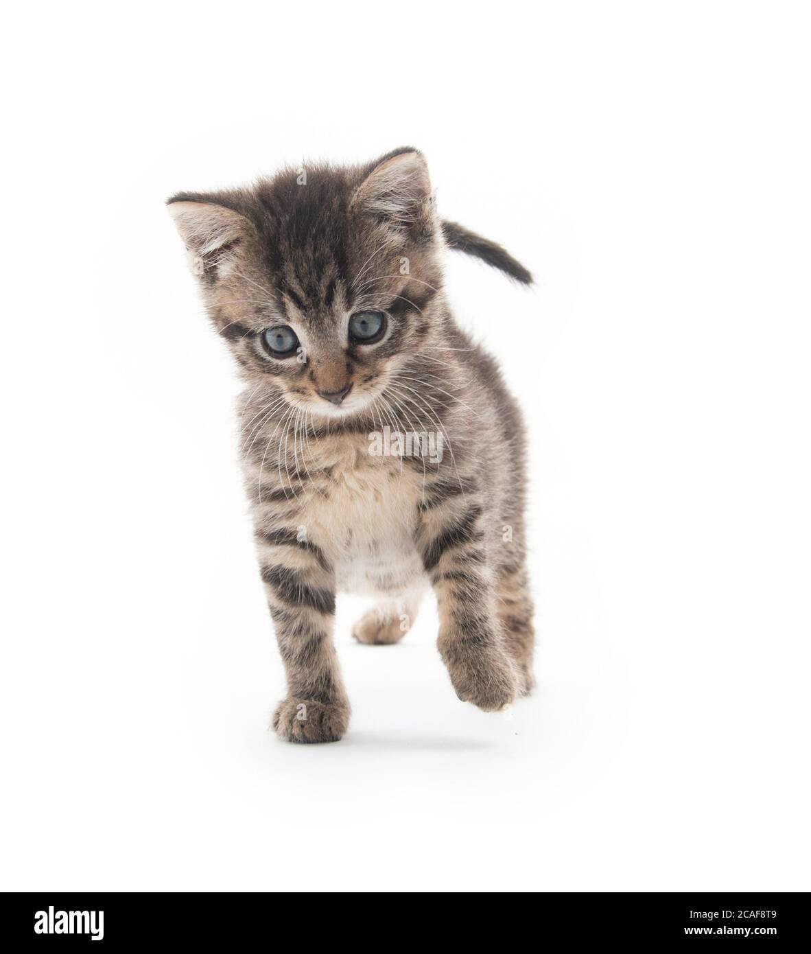 cute baby tabby kitten isolated on white background Stock Photo