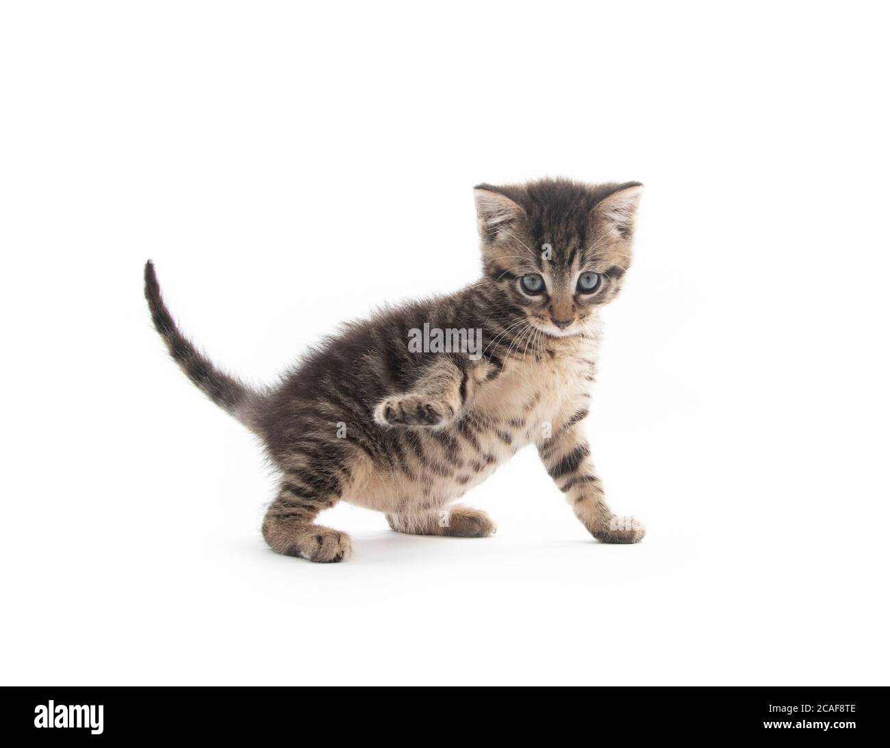 cute baby tabby kitten isolated on white background Stock Photo - Alamy