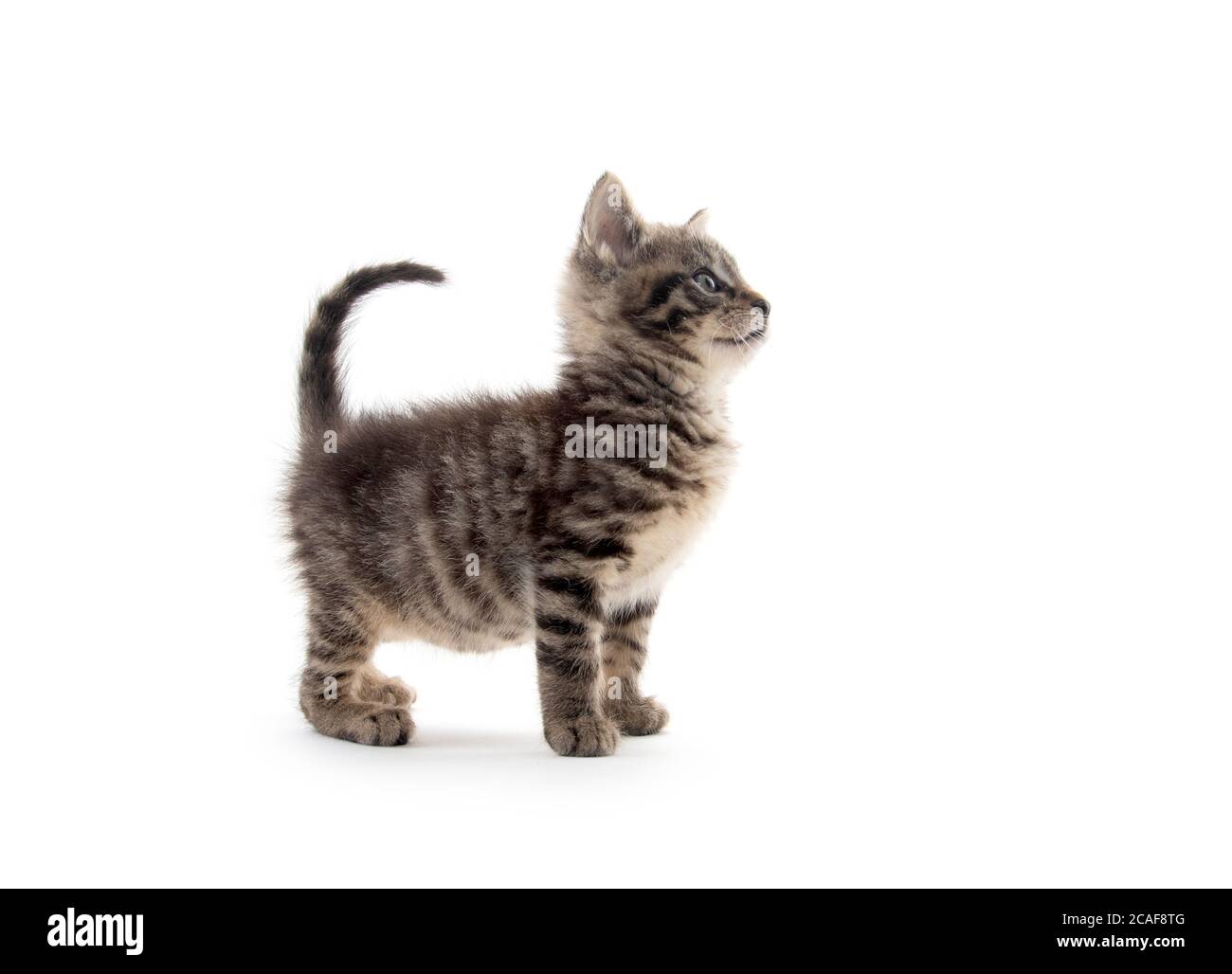 cute baby tabby kitten isolated on white background Stock Photo - Alamy