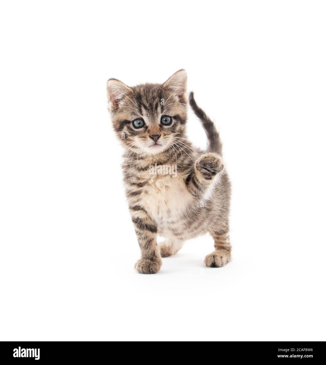 cute baby tabby kitten isolated on white background Stock Photo - Alamy
